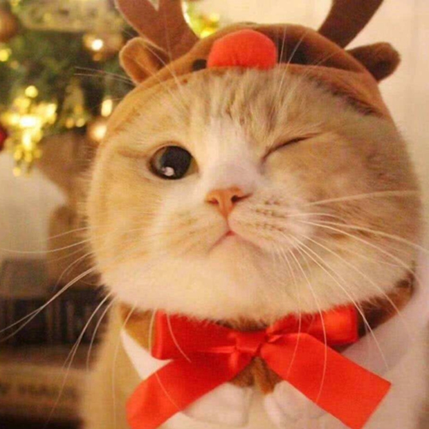 超萌宠物，等你来撩