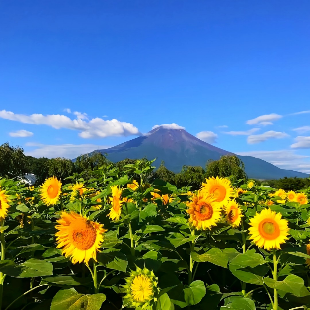 闪玩神作游戏单