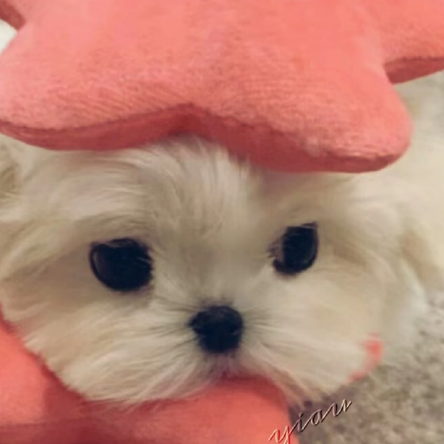 超级可爱的小游戏