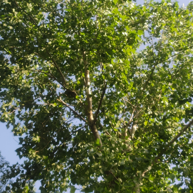 辅助菜单大全 都免费。