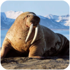 The Warlus(海狮模拟器)