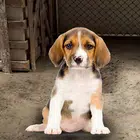 动物收容所模拟器