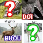 猜猜动物的英文名字