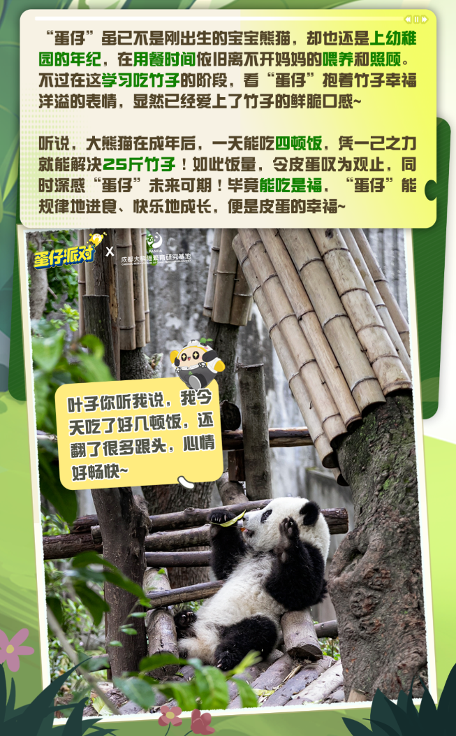 image.png 蛋仔派对大熊猫“蛋仔”放映室①|点击探寻大熊猫的可爱心声!