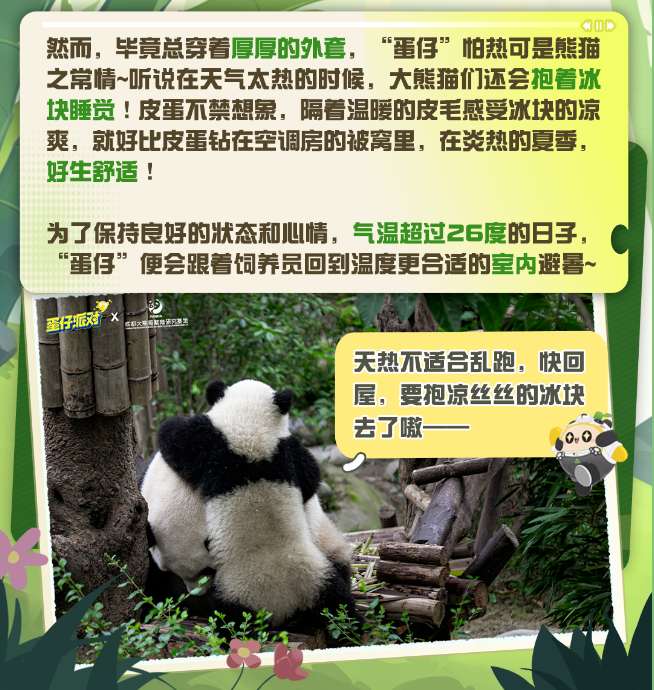image.png 蛋仔派对大熊猫“蛋仔”放映室①|点击探寻大熊猫的可爱心声!