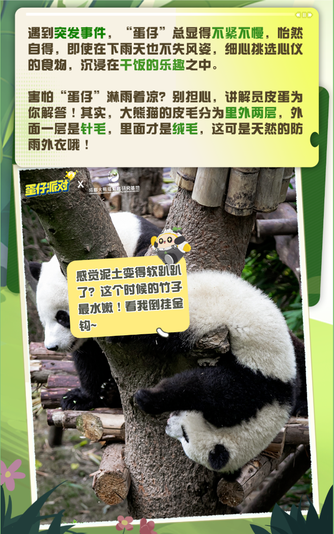 image.png 蛋仔派对大熊猫“蛋仔”放映室①|点击探寻大熊猫的可爱心声!