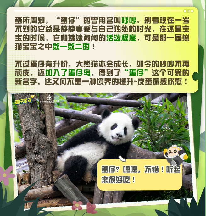 image.png 蛋仔派对大熊猫“蛋仔”放映室①|点击探寻大熊猫的可爱心声!