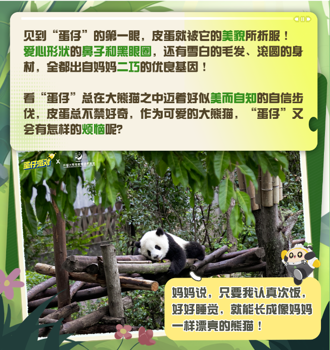 image.png 蛋仔派对大熊猫“蛋仔”放映室①|点击探寻大熊猫的可爱心声!