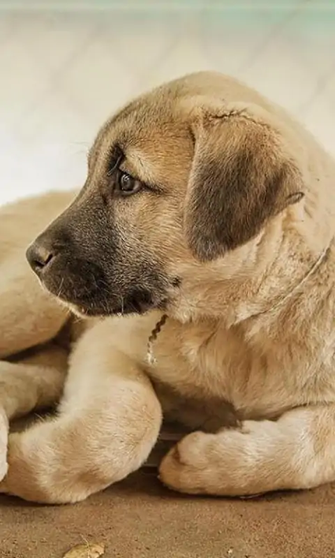 安那托利亚牧羊人之谜