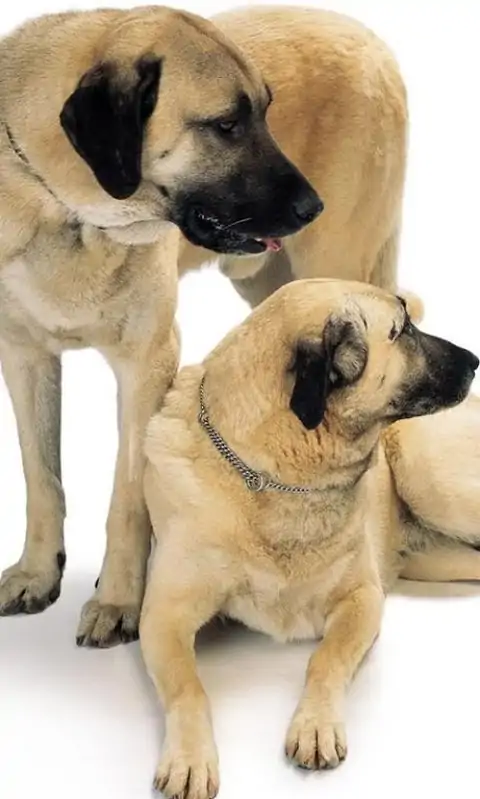 安那托利亚牧羊人之谜