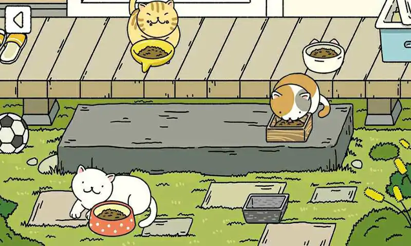 一起来养猫 一起来养猫