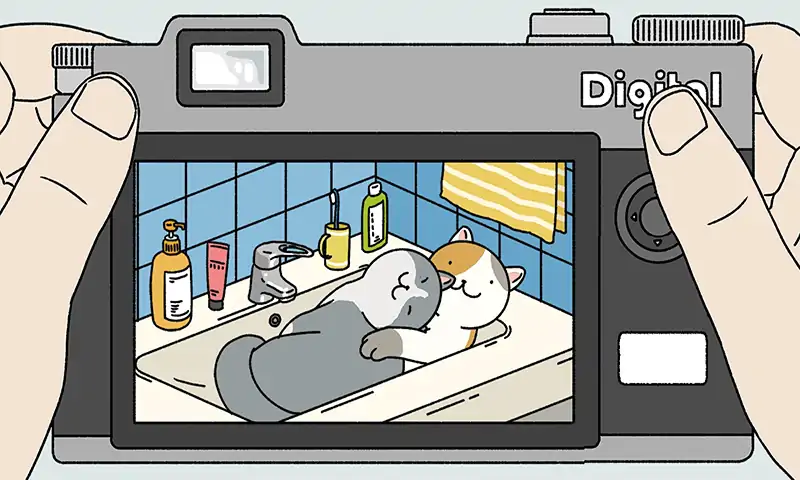 一起来养猫 一起来养猫