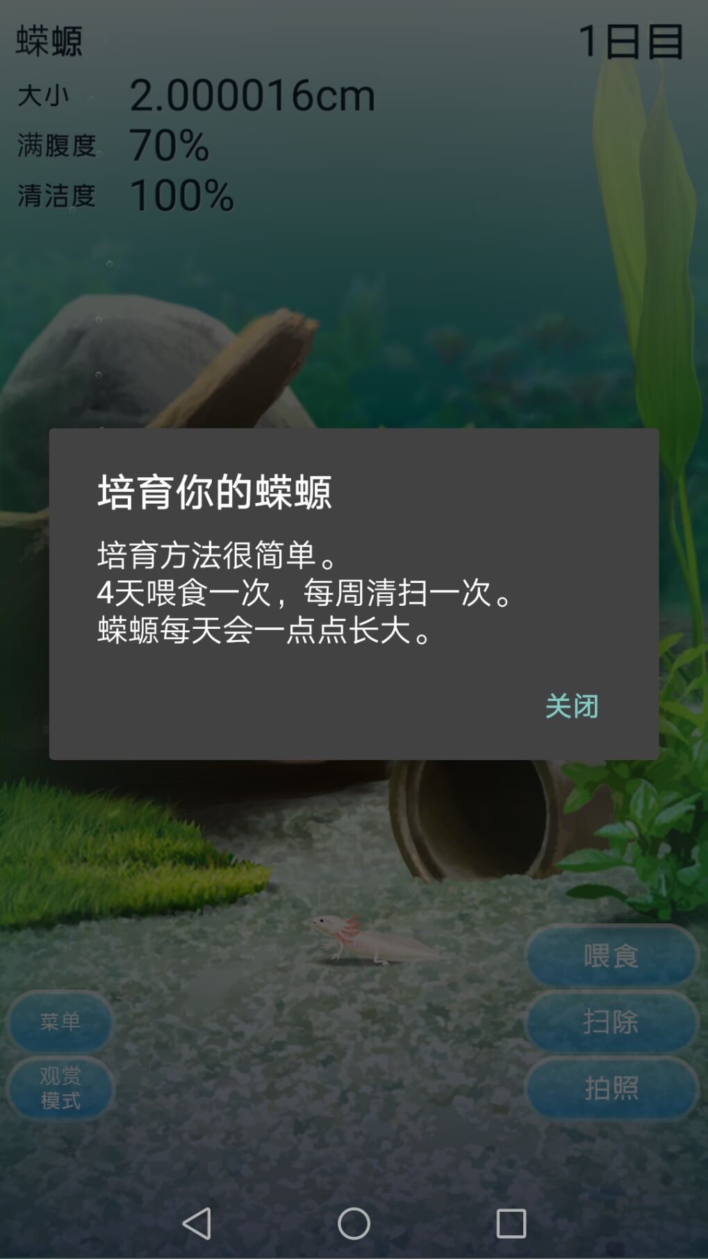 治愈的蝾螈养成