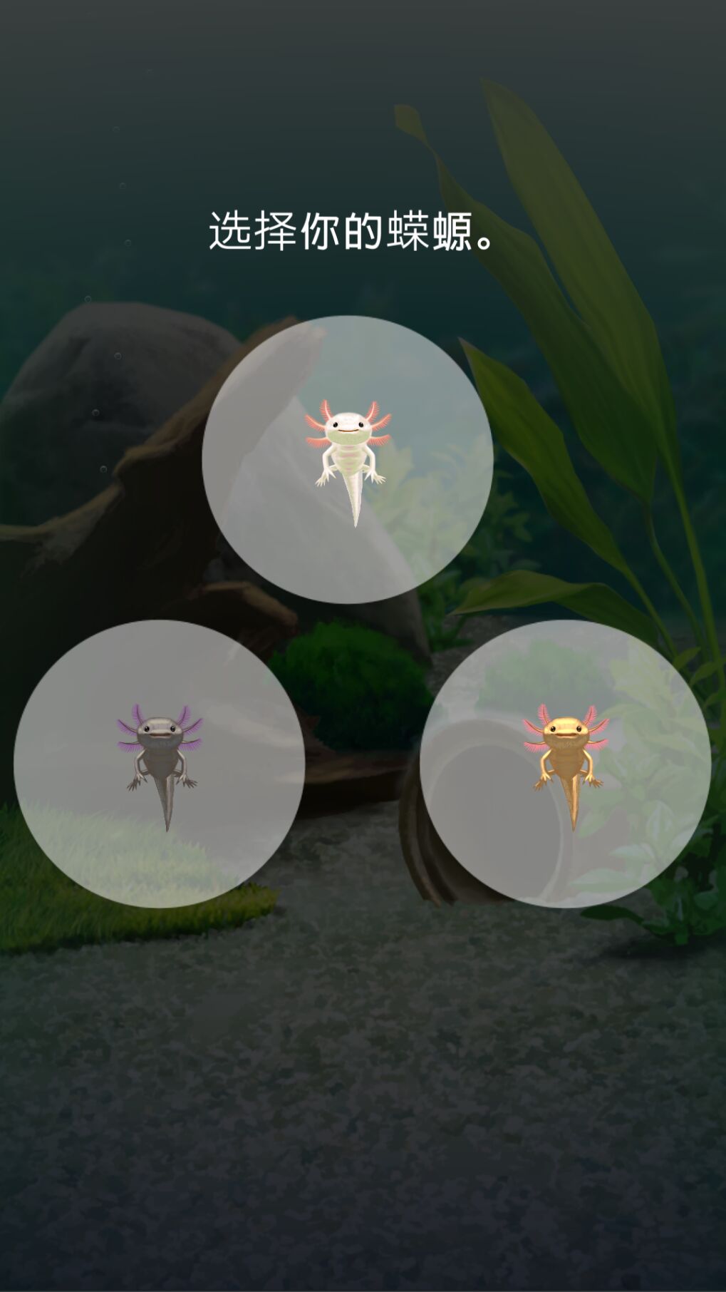 治愈的蝾螈养成