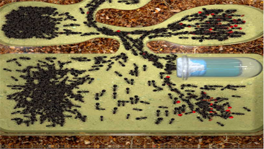 蚂蚁农场 蚂蚁农场