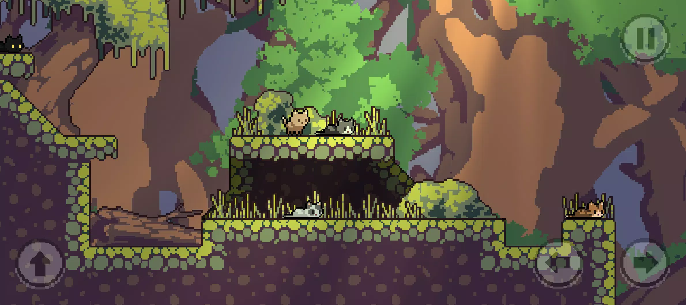 普通猫是否拯救世界? 普通猫是否拯救世界?