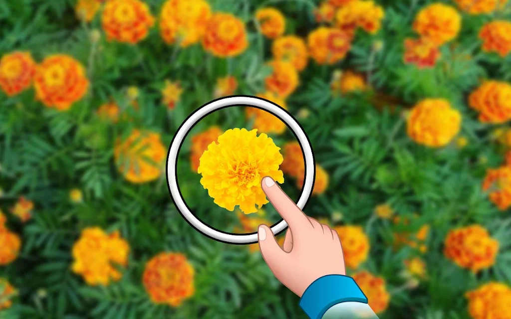 找出来 - 隐藏的花朵 找出来 - 隐藏的花朵