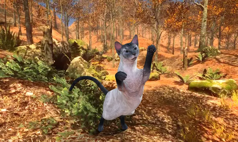 会说话的蓝色暹罗猫 会说话的蓝色暹罗猫