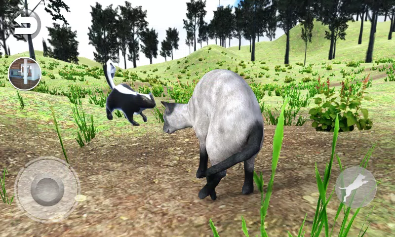 会说话的蓝色暹罗猫 会说话的蓝色暹罗猫